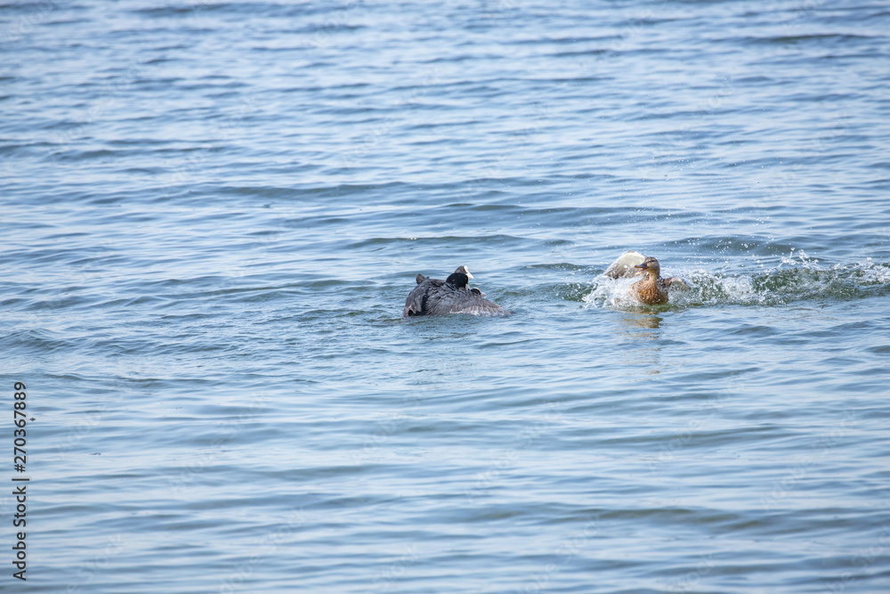 Obraz premium Mum defend ducklings 