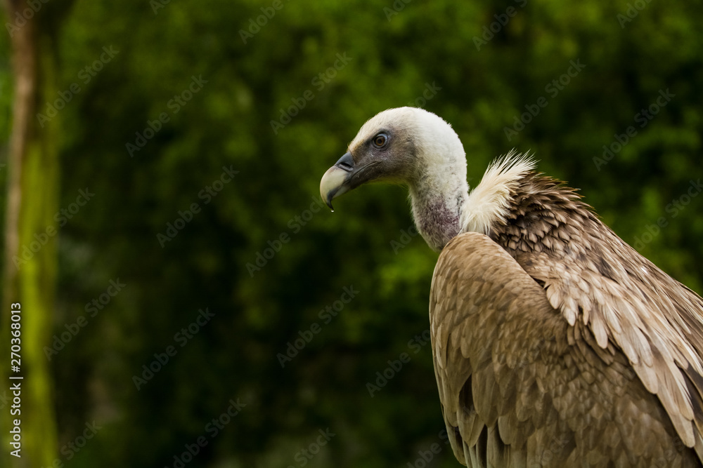 14.05.2019. Berlin, Germany. Zoo Tiagarden. The eagle sits and observes what occurs among greens around. Big wild bird. Nature. 14.05.2019. Berlin, Germany. Zoo Tiagarden. The eagle sits and observes what occurs among greens around. Big wild bird. Nature.
