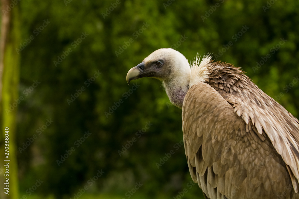 14.05.2019. Berlin, Germany. Zoo Tiagarden. The eagle sits and observes what occurs among greens around. Big wild bird. Nature. 14.05.2019. Berlin, Germany. Zoo Tiagarden. The eagle sits and observes what occurs among greens around. Big wild bird. Nature.