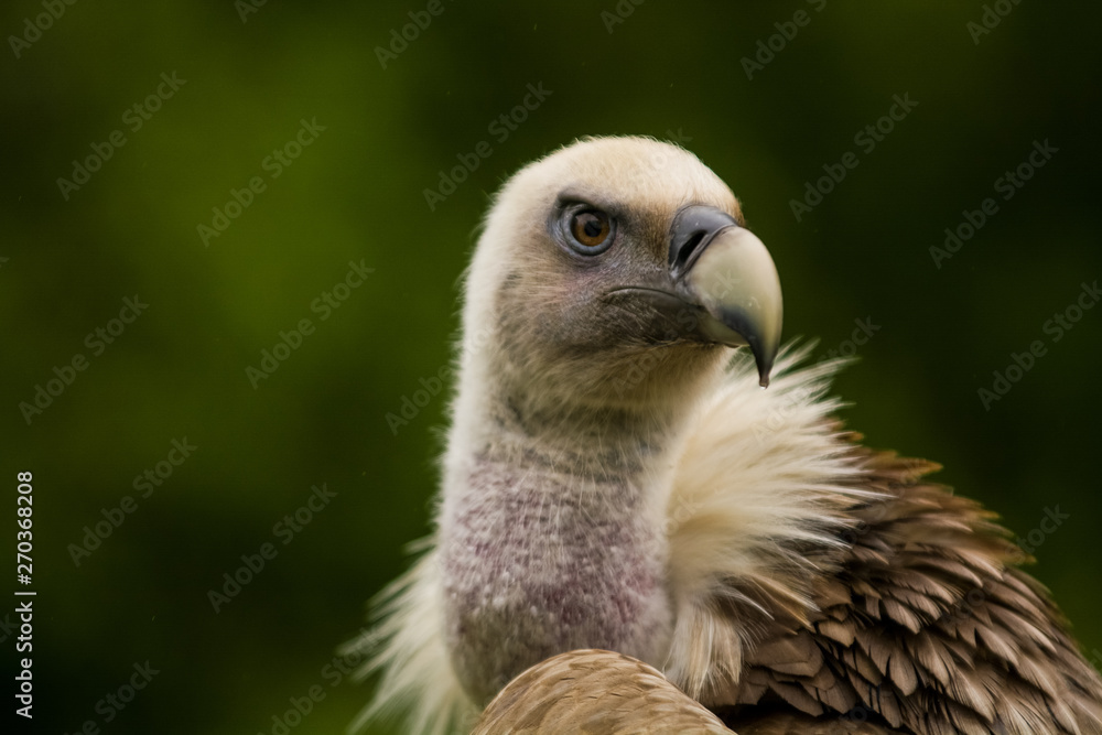 14.05.2019. Berlin, Germany. Zoo Tiagarden. The eagle sits and observes what occurs among greens around. Big wild bird. Nature. 14.05.2019. Berlin, Germany. Zoo Tiagarden. The eagle sits and observes what occurs among greens around. Big wild bird. Nature.
