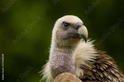 14.05.2019. Berlin  Germany. Zoo Tiagarden. The eagle sits and observes what occurs among greens around. Big wild bird. Nature.