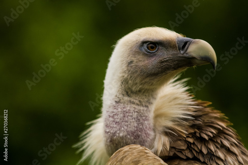 14.05.2019. Berlin  Germany. Zoo Tiagarden. The eagle sits and observes what occurs among greens around. Big wild bird. Nature.