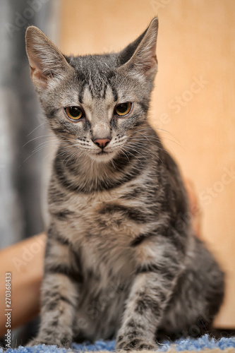 beautiful gray striped kitten with big expressive eyes photo