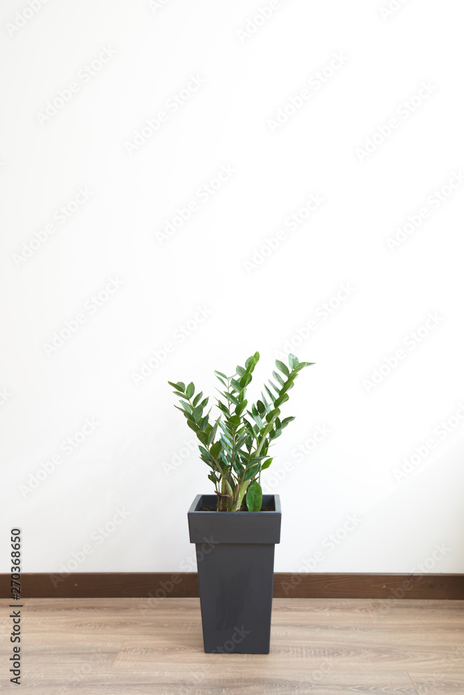 Fototapeta premium Gree plant over white wall. Zamioculcas zamiifolia