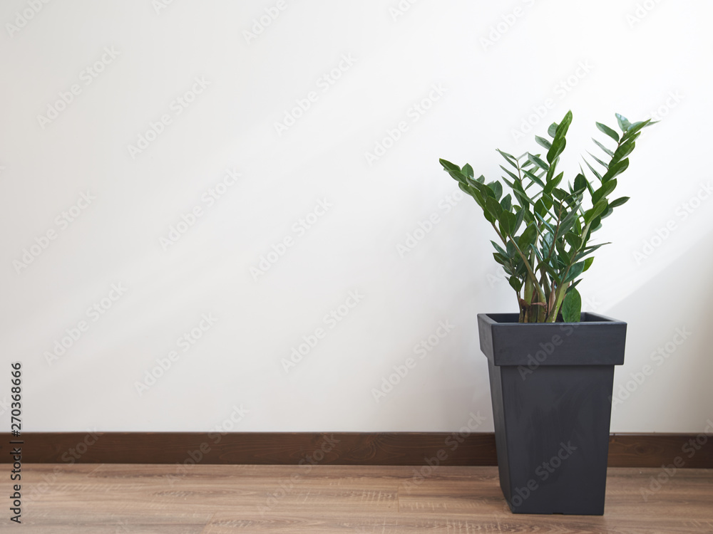 Fototapeta premium Gree plant over white wall. Zamioculcas zamiifolia