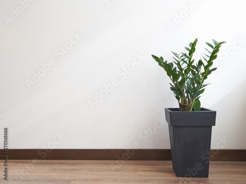 Gree plant over white wall. Zamioculcas zamiifolia