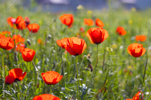 Wild red poppies in the field. Selective focus. Beauty  spring  morning. Drugs  opium  opium poppy  drug control.