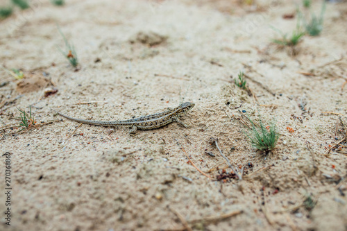sand lizard female in nature