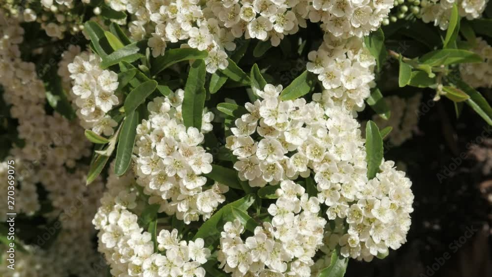 Pyracantha Pyracantha