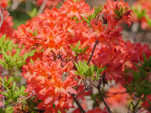 Rhododendron japonicum flowers in the park. Natural light. © Vladimir Arndt