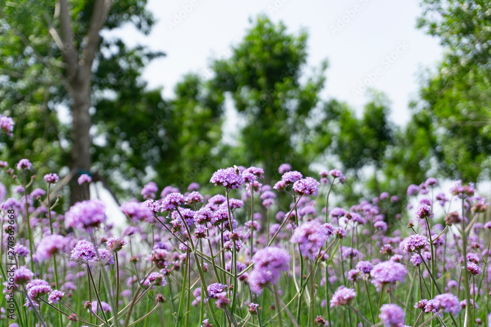 Fototapeta premium purple flowers in the garden