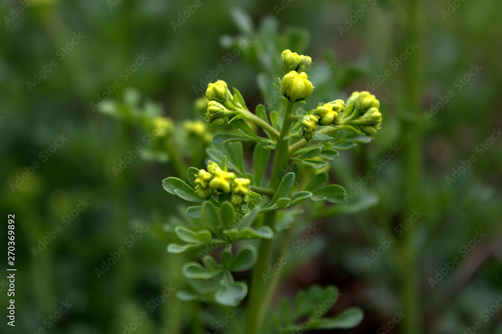 Ruta graveolens, commonly known as the, common rue or herb-of-grace, is a species of Ruta grown as an ornamental plant and herb. It is also cultivated as a medicinal herb, as a condiment. Ruta graveolens, commonly known as the, common rue or herb-of-grace, is a species of Ruta grown as an ornamental plant and herb. It is also cultivated as a medicinal herb, as a condiment.