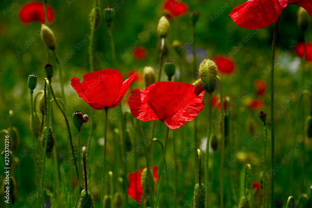 Obraz premium poppy field of red poppies