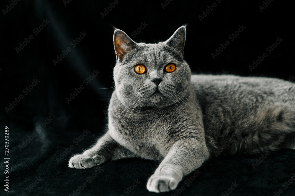 cat on a black background, British breed