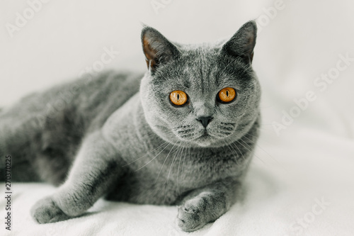 gray cat on a light background, British breed