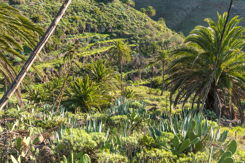 The hill country of La Gomera. On the hiking trail from the village El Cercado down the Argaga ravine to the Valle Gran Rey 
