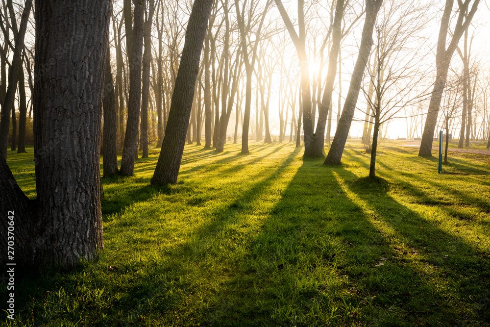 Morning sun light rays coming thru springtime trees