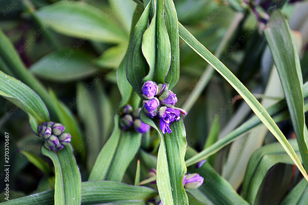 Fototapeta premium violet, purple, background, flower, flowers, violets, pink, awesome, plant, color, spring, beauty, garden, picture, close, isolated, nature, floral, natural, colorful, landscape, blossom, beautiful, s