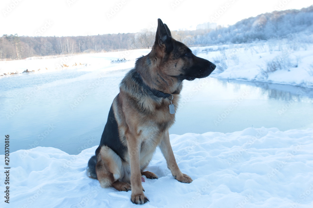German Shepherd in the winter walks in the winter forest German Shepherd in the winter walks in the winter forest