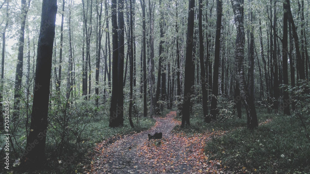 Fototapeta premium Path between trees in a beautiful foggy autumn forest