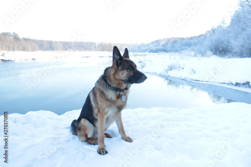 German Shepherd in the winter walks in the winter forest