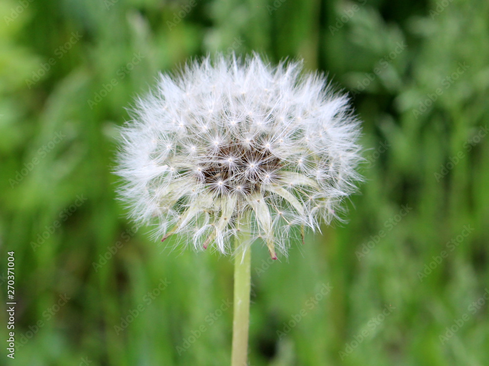 Fototapeta premium detail of one flowering dandelion on green background