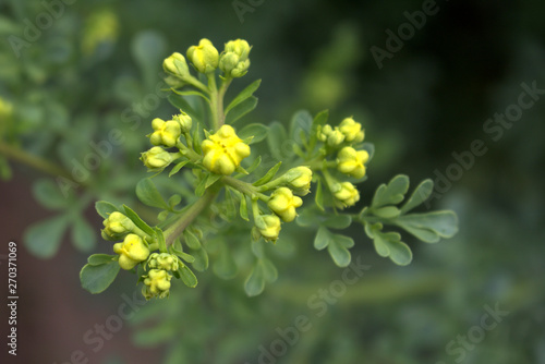 Ruta graveolens, commonly known as the, common rue or herb-of-grace, is a species of Ruta grown as an ornamental plant and herb. It is also cultivated as a medicinal herb, as a condiment.