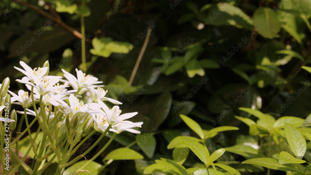 Obraz premium little bright white flowers on dark green background