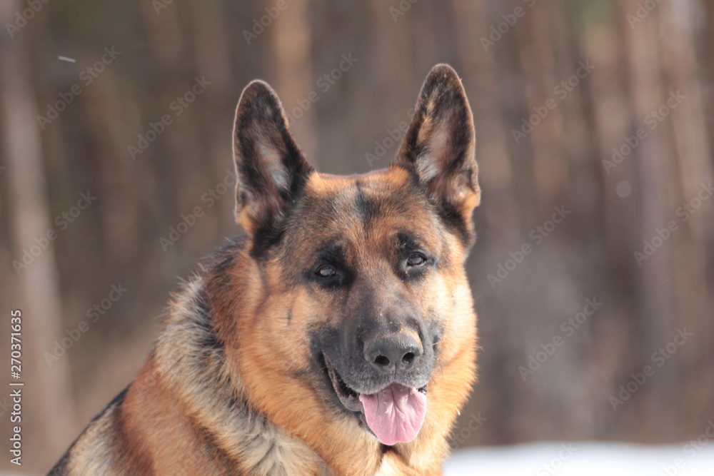 German Shepherd in the winter walks in the winter forest German Shepherd in the winter walks in the winter forest