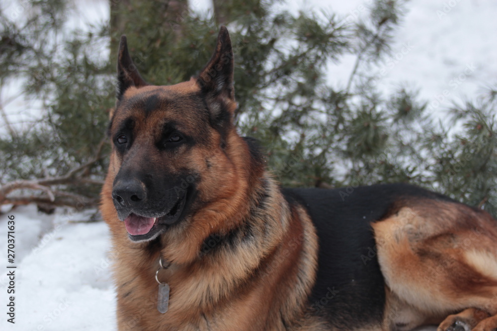 German Shepherd in the winter walks in the winter forest German Shepherd in the winter walks in the winter forest