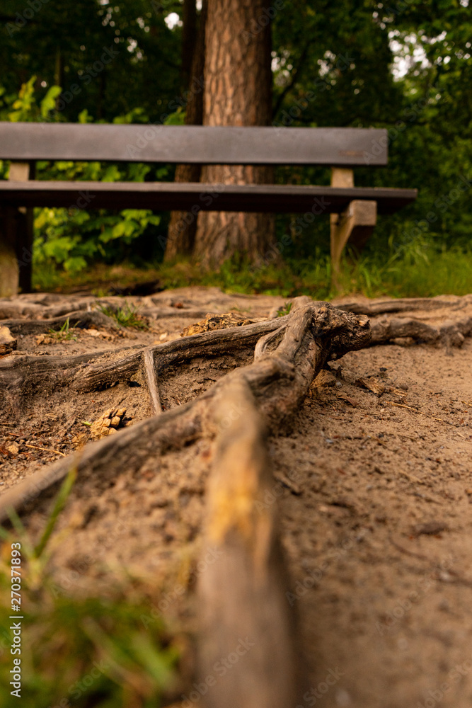 Fototapeta premium Wurzelwerk