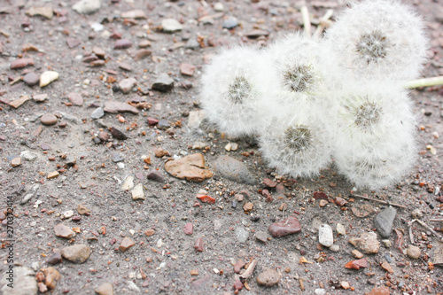  white dandelions on the background of asphalt  stones  gentle background