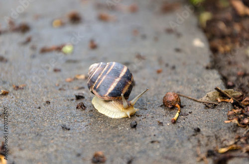 Snail is crawling along wet sidewalk