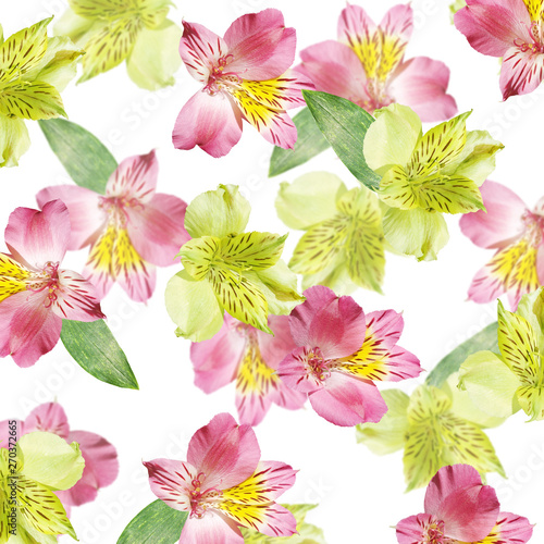Beautiful floral background of pink and yellow Alstroemeria. Isolated