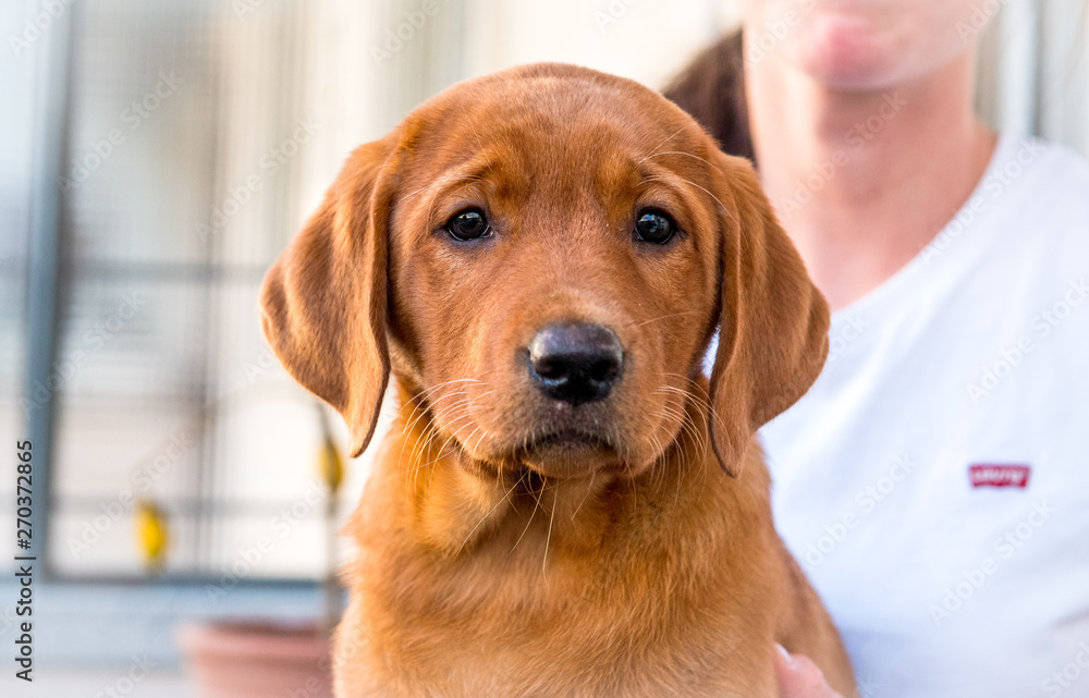 cute light-brown labrador puppy | Adobe Stock