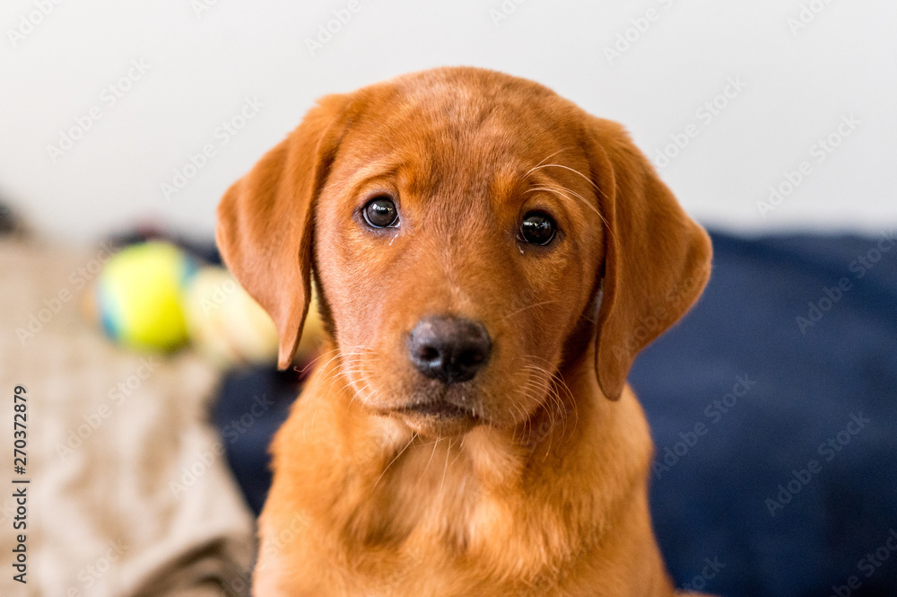 cute light-brown labrador retriever puppy