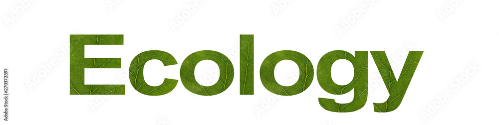 ECOLOGY word from green leaf isolated on white background, macro shot. Concept: name, eco-friendly ECOLOGY word from green leaf isolated on white background, macro shot. Concept: name, eco-friendly