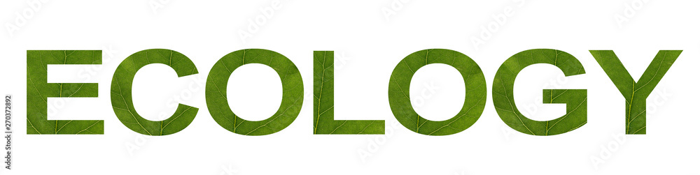 ECOLOGY word from green leaf isolated on white background, macro shot. Concept: name, eco-friendly ECOLOGY word from green leaf isolated on white background, macro shot. Concept: name, eco-friendly