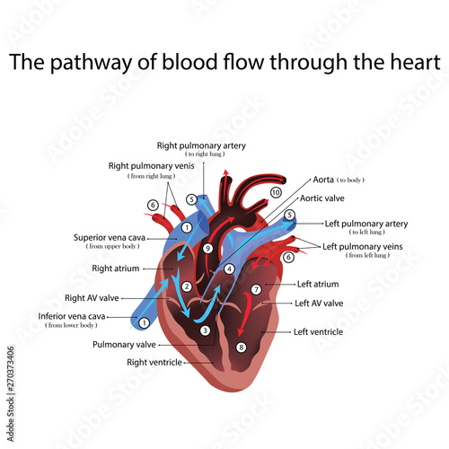 heart anatomy and types of heart disease vector illustration