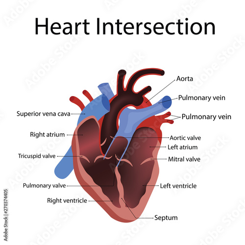 heart anatomy and types of heart disease vector illustration