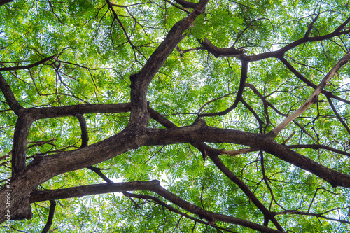 Looking up canopy of giant tree (Samanea saman) with branch in university campus, Thailand.