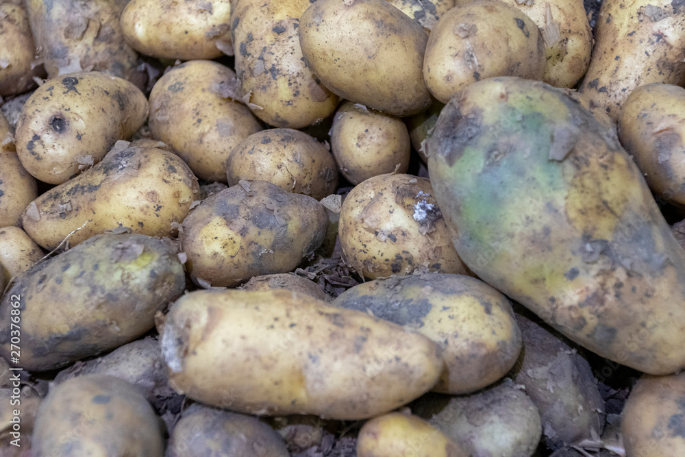 lots of potatoes. fresh potato with traces of earth on the skin. dirty raw potatoes in large quantity, not washed. Harvest of fresh young potatoes. Lots of potatoes, in a pile. lots of potatoes. fresh potato with traces of earth on the skin. dirty raw potatoes in large quantity, not washed. Harvest of fresh young potatoes. Lots of potatoes, in a pile.