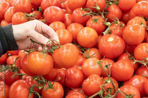 close-up. Women's hands touch a tomato to determine its quality in the fruit and vegetable department of the supermarket. woman picks tomatoes on a branch in the store