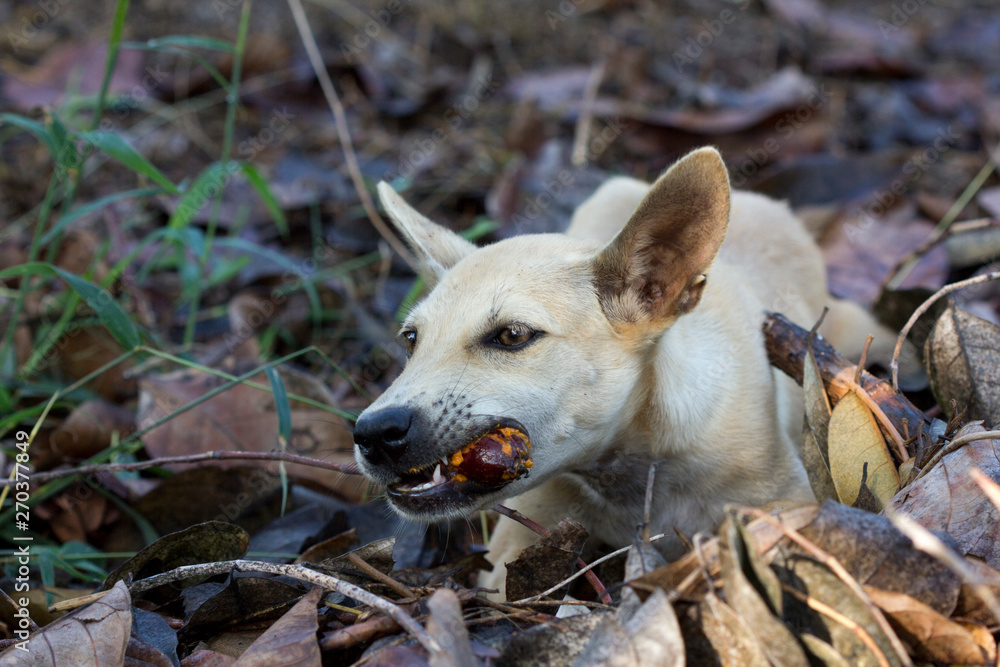 What Happens If A Dog Eats Palm Oil