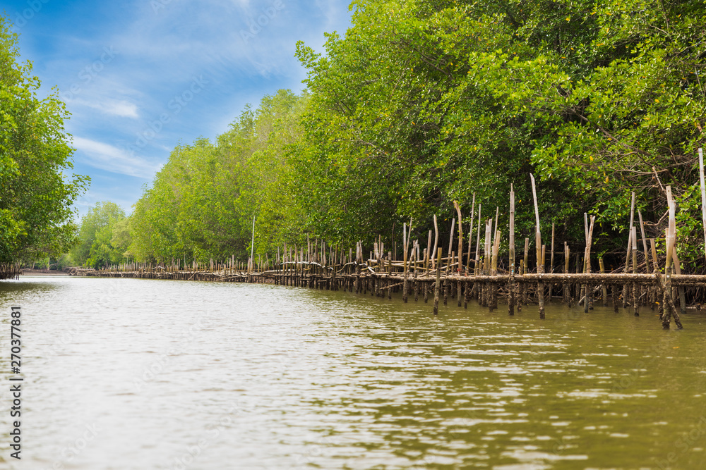 Oyster farm in mangrove forest area at Chanthaburi, Thailand. One of