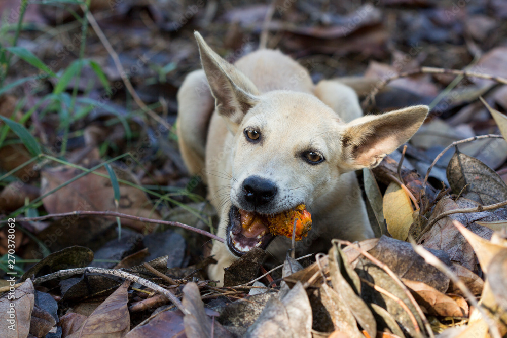 What Happens If A Dog Eats Palm Oil