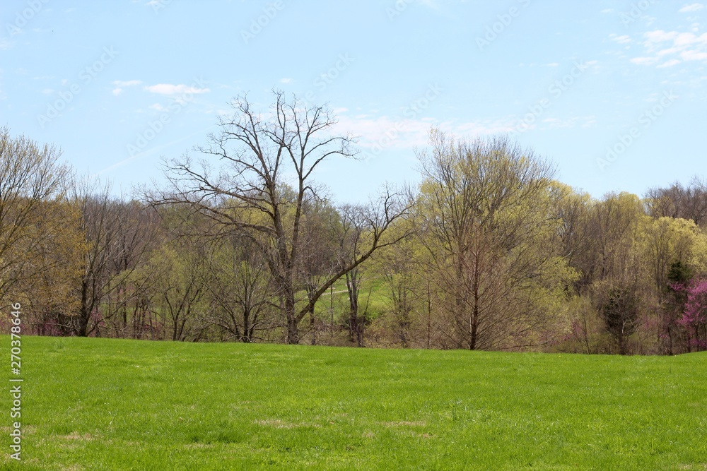 The beautiful springtime green grass landscape. The beautiful springtime green grass landscape.