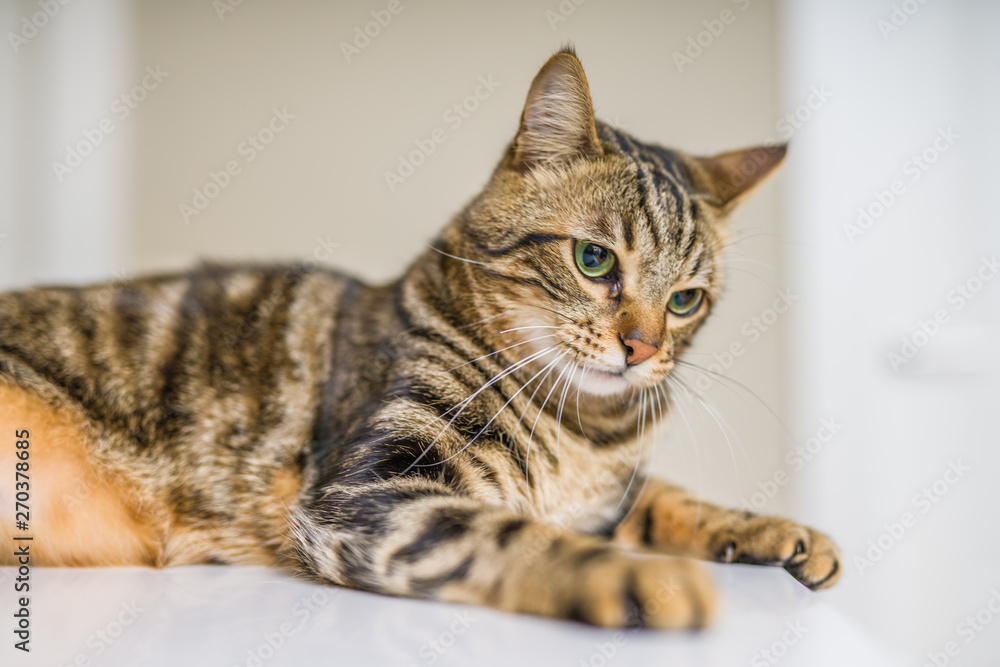 Cute short hair cat looking curious and snooping at home Cute short hair cat looking curious and snooping at home
