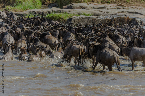 Panicked wildebeest hastily cross the Mara River in the Serengeti, Tanzania during the Great Migration