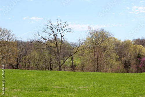 The beautiful springtime green grass landscape.